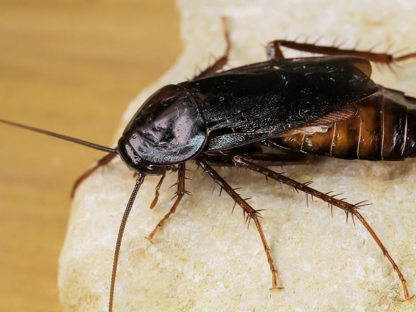 Blattidae - Blatta orientalis (maschio)